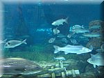 IMG_0487.jpg