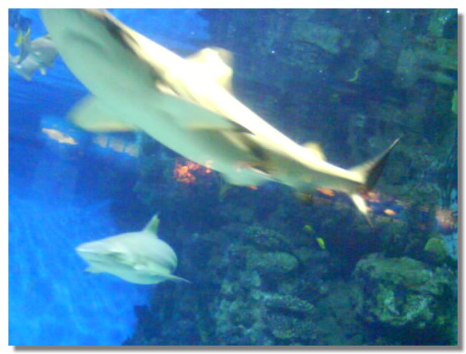 DSCN2006.jpg