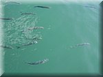 DSC05178.JPG