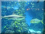 DSC05265.JPG