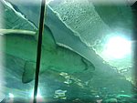 DSC05277.JPG