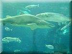 DSC05278.JPG
